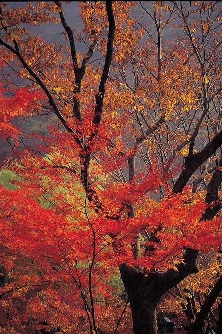 The Fall Color Project 2012 | The Miracle of Fall | Scoop.it