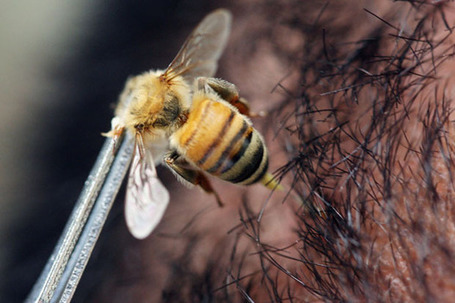 WE NEED OUR BEES HEALTHY - Study: Bees could hold the key to preventing HIV transmission | Biodiversity IS Life -- Conservation,Ecosystems,Wildlife,Rivers,Water,Forests | Scoop.it