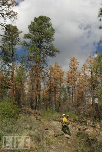 NM forest officials host meeting on drying trees | Mountainair 87036 | Scoop.it