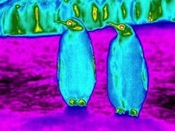 Infrared Images Reveal Penguins are 5 Degrees "Cooler" than Surrounding Air | Amazing Science | Scoop.it