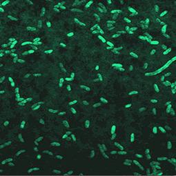 Bioluminescent bacteria: what a way to&nbsp;glow | MicrobiologyBytes | Scoop.it