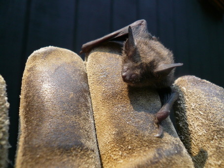 Shaver&rsquo;s Creek witnessing collapse of Pennsylvania bat population | Penn State University | Our Evolving Earth | Scoop.it