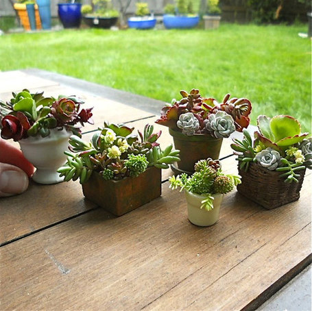 Container Gardening Ideas Scoop.