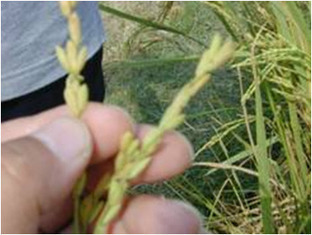 Triple-grained rice news | Rice origins and cultural history | Scoop.it