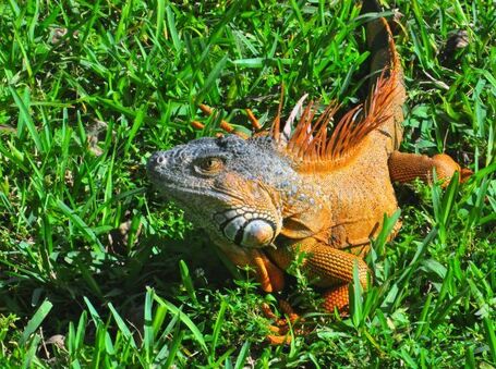 Iguana | Digital Photo Addicts | Scoop.it