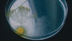 Single-celled amoebae can remember, make decisions and anticipate change - slime molds redefine intelligence | Science In The News | Scoop.it