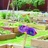 Growing Food