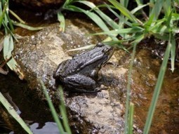 Teaching Kids about Frogs | Frogs indicate a healthy environment | Biodiversity IS Life -- Conservation,Ecosystems,Wildlife,Rivers,Water,Forests | Scoop.it