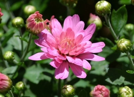 Edible Flower Cuisine: China, by Amber Royer - Dave's Garden | edible landscaping | Scoop.it