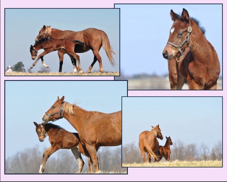Rachel Alexandra's beautiful filly... | Horse Racing News