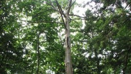 Saved From Living Death: How Genetically Modifying Chestnuts Could Bring Them Back | QUEST | Agricultural Biodiversity | Scoop.it