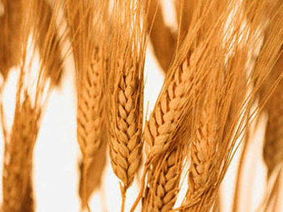 Egypt Government Raises Payments for Wheat for 2013 Season | Wheat | Scoop.it