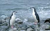Changing climate, not tourism, seems to be driving decline in chinstrap-penguin populations | Vie marine et biodiversit&eacute; | Scoop.it