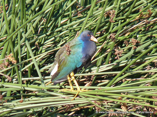 Aves 2011, Humedales Bogotá