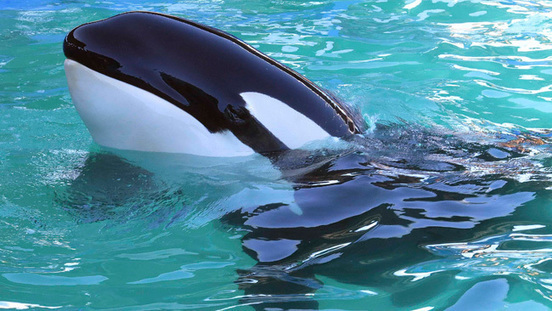 L'Ontario veut interdire la captivité des orques