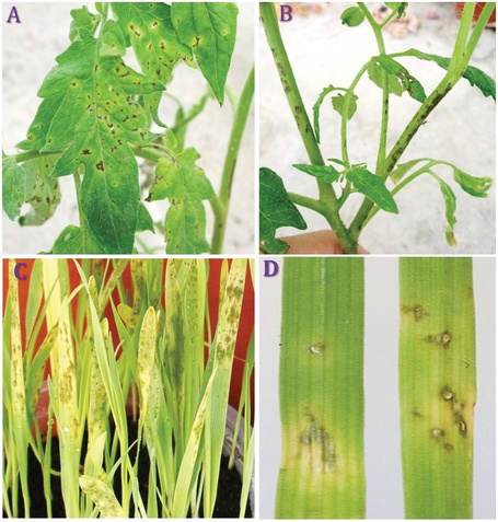 PLOS ONE: Comparative Genomics of Multiple Strains of Pseudomonas cannabina pv. alisalensis, a Potential Model Pathogen of Both Monocots and Dicots (2013) | Plant Pathogenomics | Scoop.it