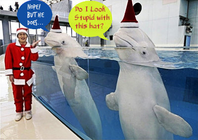 Some Reasons Why Cetaceans like Beluga whales are not suitable for Captivity (Especially in Manila Ocean Park) | Earth Island Institute Philippines | Scoop.it