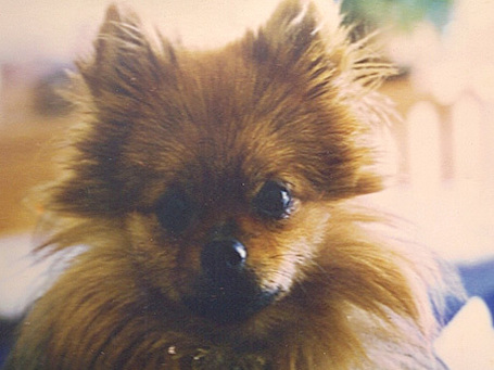 Dogs as Role Models: A Lesson in Classroom Management | Education-Caitlin | Scoop.it