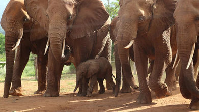 Un éléphant sauvage retourne dans son ancien orphelinat pour donner naissance
