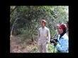 300 year old food forest in the suburbs | Transition Culture | Scoop.it
