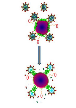 Nanoparticles loaded with bee venom kill HIV | Newsroom | Washington University in St. Louis | Science and Other Wild Affairs | Scoop.it