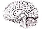 Scientists Discover How the Brain Creates Meaning | Conciencia Colectiva | Scoop.it