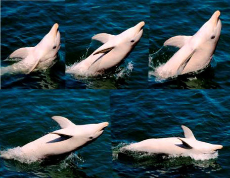 Dolphins teach tail-walking trick to each other just for fun | Amazing Science | Scoop.it