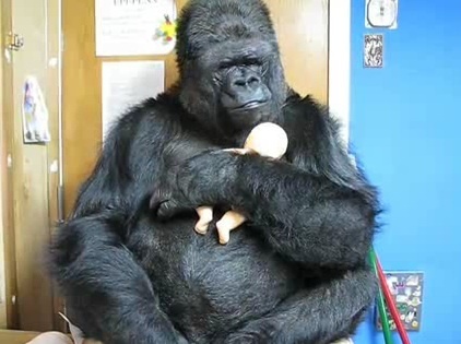 Animals That Make Believe | Science is Cool! | Scoop.it