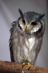 Intelligence: The Evolution of Night Owls | Psychology Today | Fun with Psychology | Scoop.it