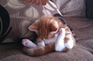 The 25 Most Awkward Cat Sleeping Positions | Les chats c'est pas que des connards | Scoop.it