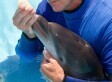 Seaworld Saves Stranded Dolphin | #ocean #scubadiving #scuba #aquarium | Scuba Diving | Scoop.it
