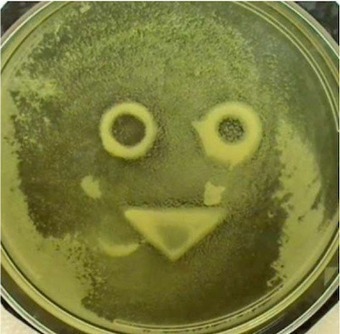 Harvard Researchers Develop Magnetic Yeast. - BostInno | Synthetic Biology | Scoop.it