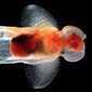 Coccoliths thrive despite ocean acidification | Ecology | Scoop.it