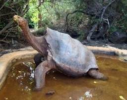 Hay un nuevo rey en las Gal&aacute;pagos | Agua | Scoop.it