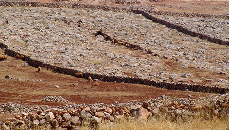 How Climate Change Worsened Violence in Syria : Climate Desk | Arabian Peninsula | Scoop.it