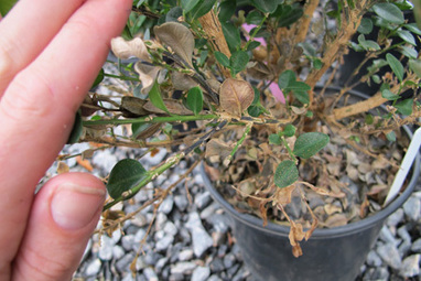 N.C. State scientists work to stop the spread of boxwood blight | NCSU CALS | North Carolina Agriculture | Scoop.it