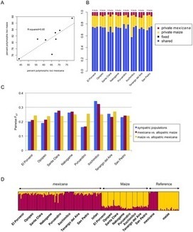 PLOS Genetics: The Genomic Signature of Crop-Wild Introgression in Maize | Plant Breeding and Genomics News | Scoop.it