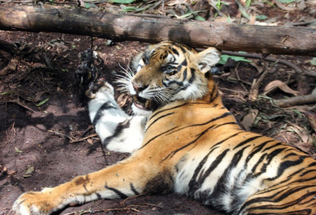 Dead tigers, dead people: logging by paper industry worsens human-tiger conflict in Sumatra | The Glory of the Garden | Scoop.it