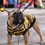 20 Spectacular Photos of Pets in Costume | Food for Pets | Scoop.it