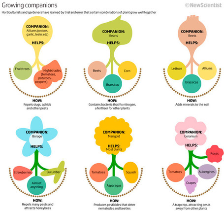 5549980086_d2340229ac_o.jpg (800x753 pixels) | Permaculture | Scoop.it