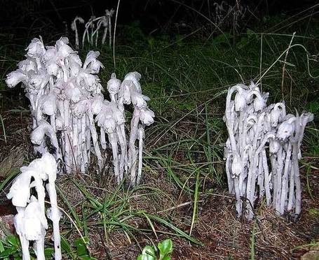 Top Ten Spooky Plants | Earth Rangers Wild Wire Blog | Plant Cell Biology | Scoop.it
