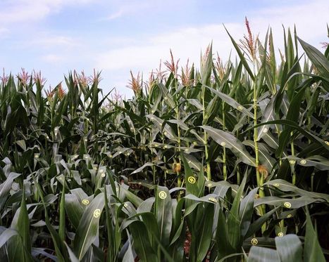 Bayer-Monsanto, alchimie monstrueuse | OGM, Pesticides, Les alternatives et les problèmes de l’agriculture chimique | Scoop.it