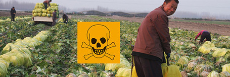 Les l&eacute;gumes asiatiques lourdement contamin&eacute;s aux pesticides | Consogloge.com | Bien-&Ecirc;tre global | Scoop.it