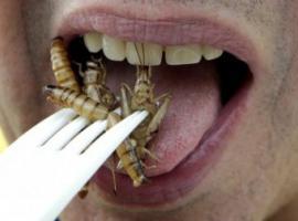 Les insectes : viande de l'avenir L4JnL63sIwo-HCcLCQCzCTl72eJkfbmt4t8yenImKBVaiQDB_Rd1H6kmuBWtceBJ