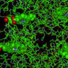 Visualization in Science & Education