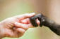 Chimpanzees successfully play the Ultimatum Game: Apes' sense of fairness confirmed | Nature Animals humankind | Scoop.it