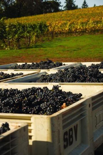 Uncorking Oregon's favorite wine region | Diary of a serial foodie | Scoop.it
