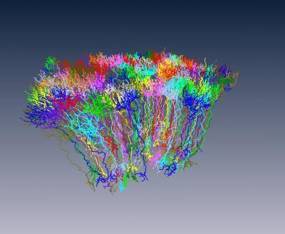 New Tools Accelerate Mapping Human Brain&rsquo;s Connectome | AI Revolution | Scoop.it