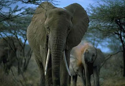 The Dzanga-Ndoki incident, is there a Chinese connection | Wildlife and Environmental Conservation | Scoop.it
