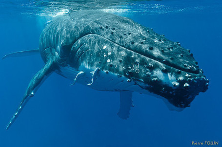 Des baleines &agrave; Tahiti, mai 2013 | TAHITI Le Mag | Scoop.it
